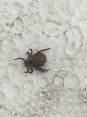 Dermacentor reticulatus