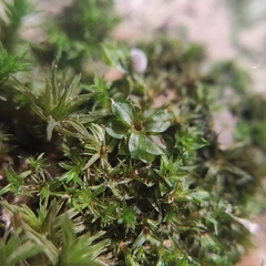 Syntrichia latifolia