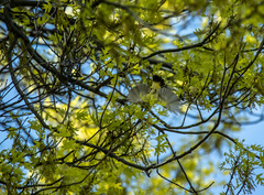 Acanthiza chrysorrhoa