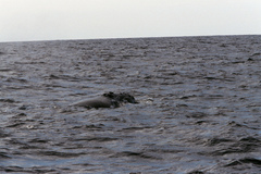 Eubalaena glacialis
