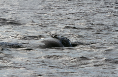 Eubalaena glacialis
