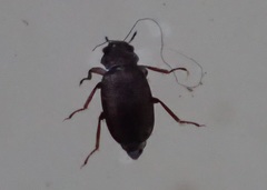 Hydraenidae