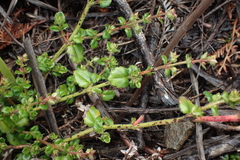 Gonocarpus teucrioides