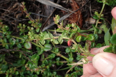 Gonocarpus teucrioides