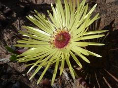 Cephalophyllum tricolorum