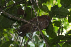 Nyctiphrynus ocellatus