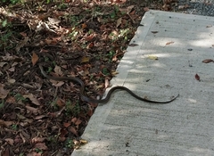 Elaphe quadrivirgata