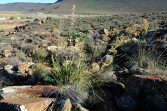 Berkheya onobromoides