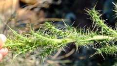 Berkheya onobromoides