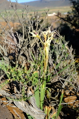 Babiana spathacea