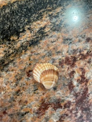 Acanthocardia tuberculata