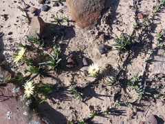 Cephalophyllum tricolorum