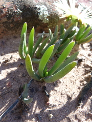 Cephalophyllum tricolorum