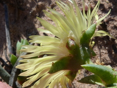 Cephalophyllum tricolorum