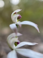 Caladenia clarkiae