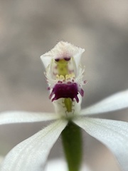 Caladenia clarkiae