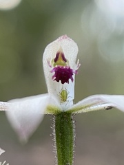 Caladenia clarkiae