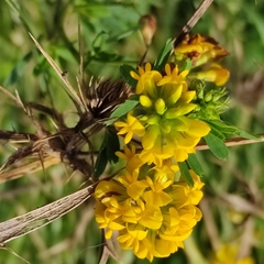 Medicago falcata