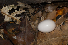 Nyctiphrynus ocellatus