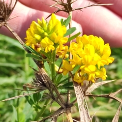 Medicago falcata
