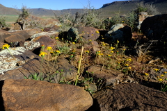 Bertilia hantamensis