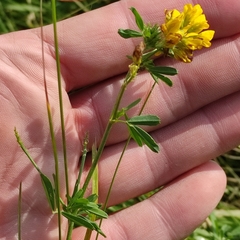 Medicago falcata