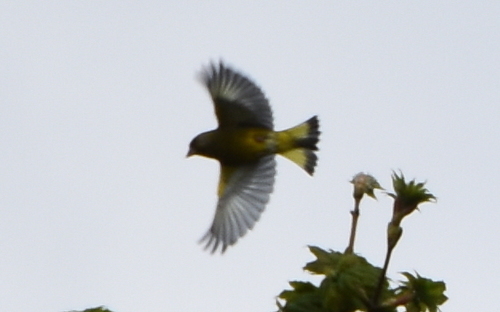 European Greenfinch, Leidschendam, Netherlands, photo 10 of 10