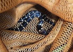 Homalopsis buccata
