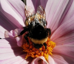 Bombus