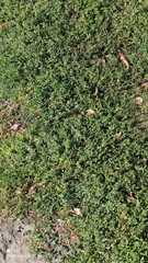 Polygonum arenastrum