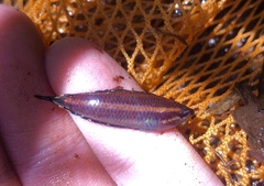 Parosphromenus harveyi