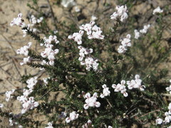 Aspalathus submissa