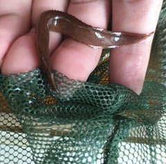 Macrognathus circumcinctus