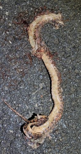 Red-banded Snake
