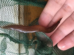 Macrognathus circumcinctus