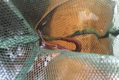 Macrognathus circumcinctus