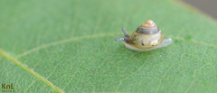 Trochomorphoidea