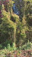 Parthenocissus inserta