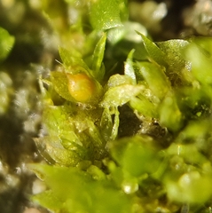 Physcomitrium patens