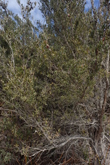 Leptospermum glaucescens