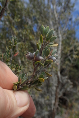 Leptospermum glaucescens