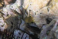 Plectroglyphidodon apicalis