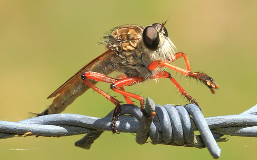 Colepia comatacauda