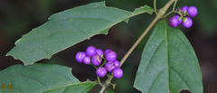 Callicarpa dichotoma