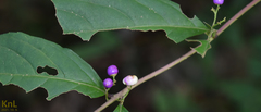 Callicarpa dichotoma