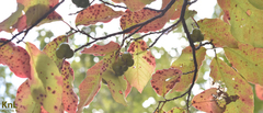 Neoshirakia japonica