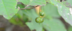 Neoshirakia japonica
