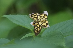 Odina hieroglyphica ortina
