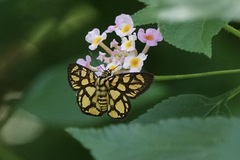 Odina hieroglyphica ortina