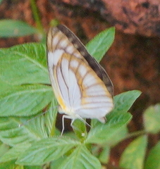 Appias libythea peducaea